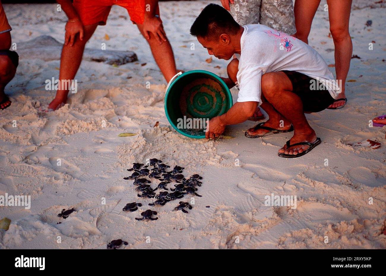 Fresh Look at Man Releasing Young Green Turtles Chelonia Mydas Sipadan Malaysia