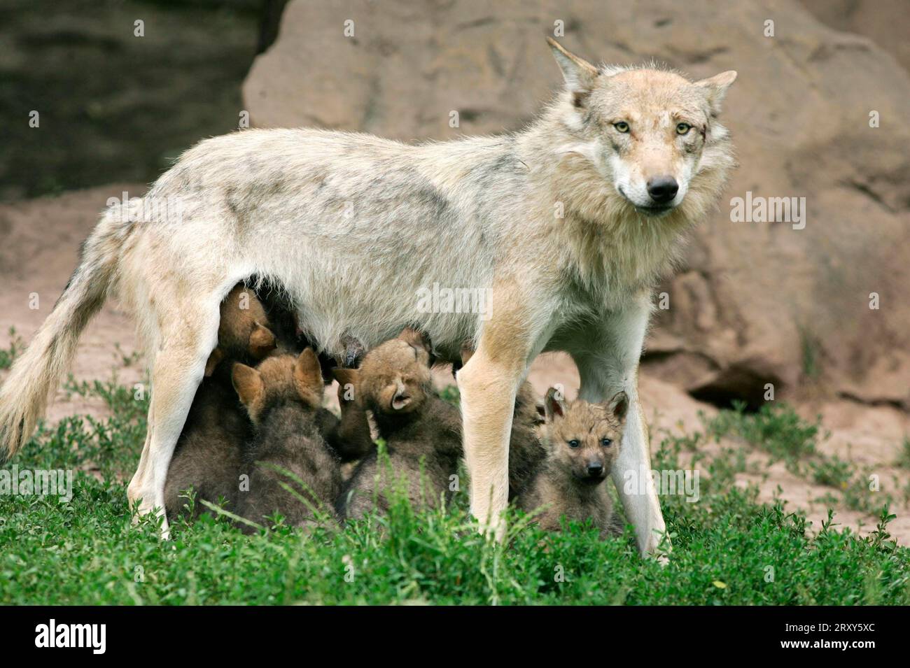 Nursing wolf hires stock photography and images Alamy