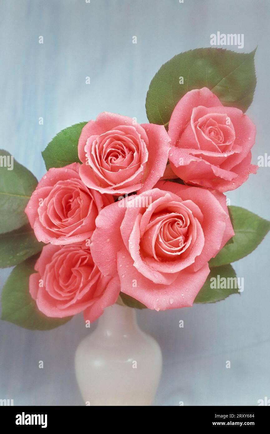 Roses in vase, bouquet of roses, rose Stock Photo Alamy