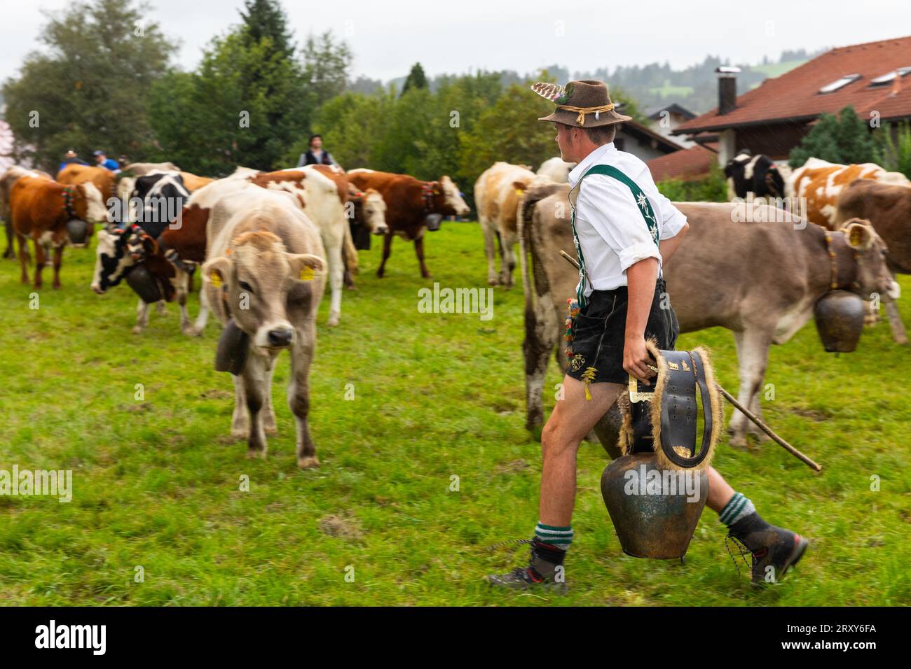 Alpine herdsman carrying cowbells, domestic cattle (Bos taurus), pasture, cattle drive, Wertach, Allgaeu Alps, Bavaria, Germany Stock Photo