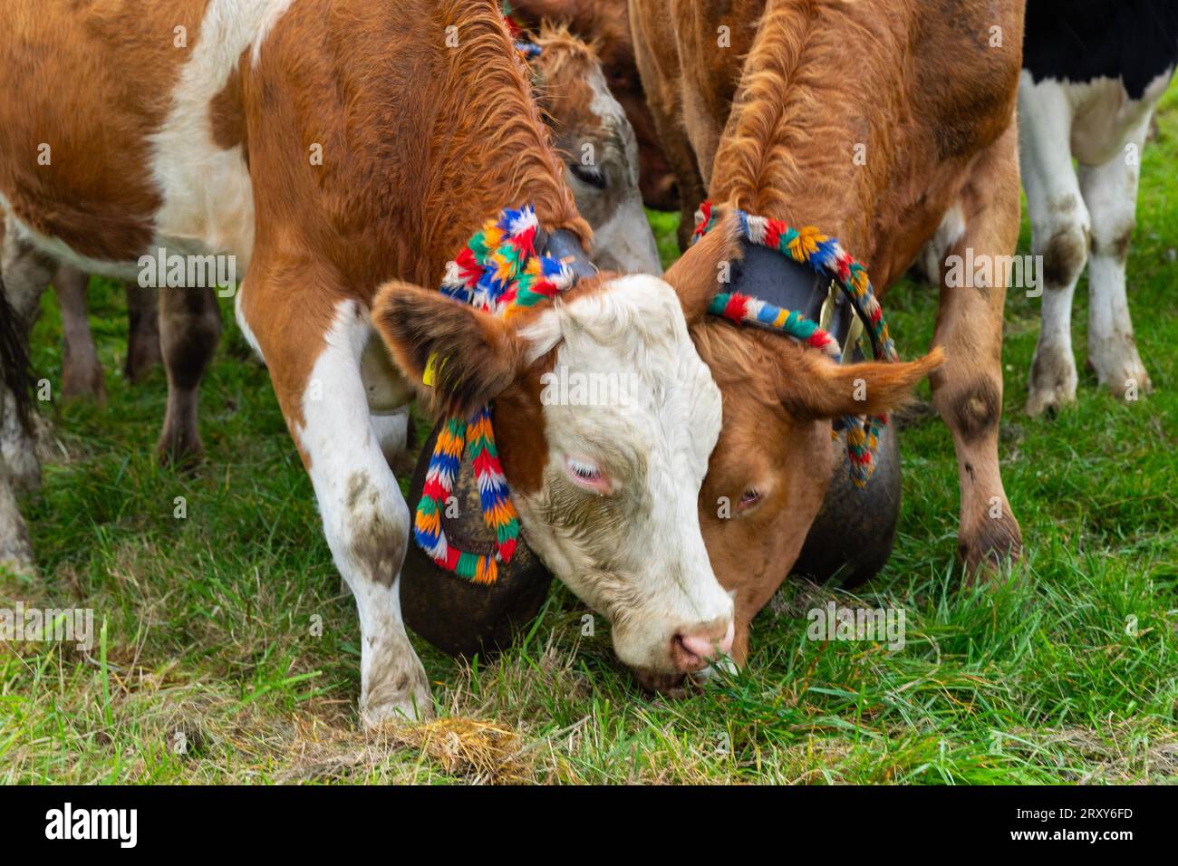 Alpine cattle with cowbells, domestic cattle (Bos taurus), pasture, cattle drive, Wertach, Allgaeu Alps, Bavaria, Germany Stock Photo