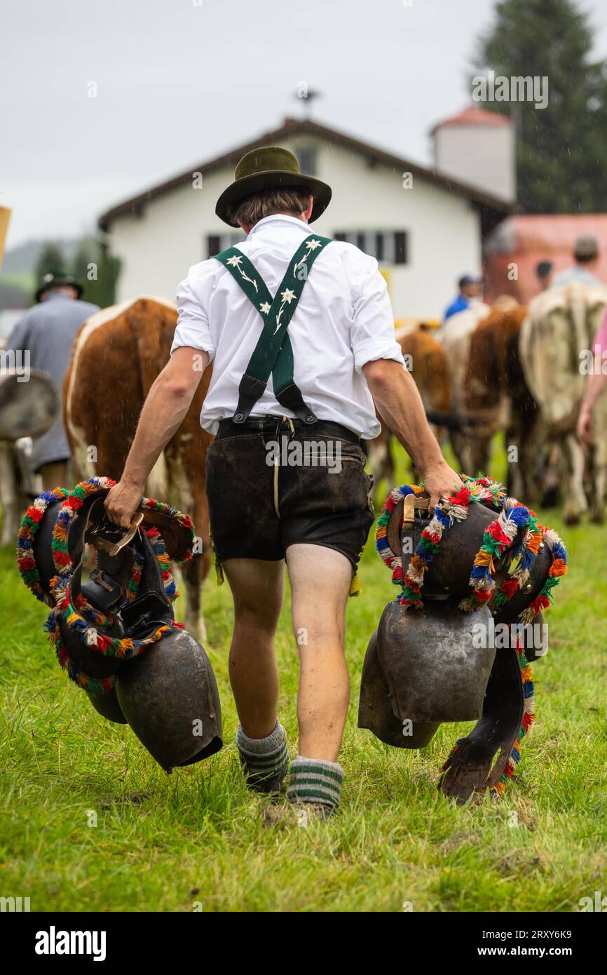 Alpine herdsman carrying cowbells, pasture, cattle drive, road, Allgaeu Alps, Bavaria, Germany Stock Photo