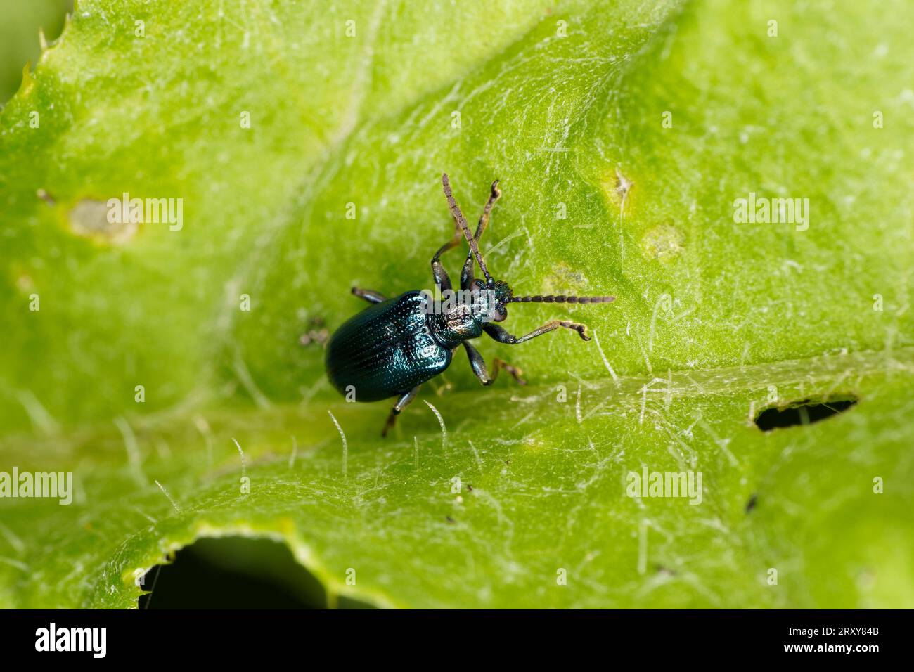 Lema cyanella Family Chrysomelidae Genus Lema Californian thistle leaf beatle wild nature insect photography, picture, wallpaper Stock Photo