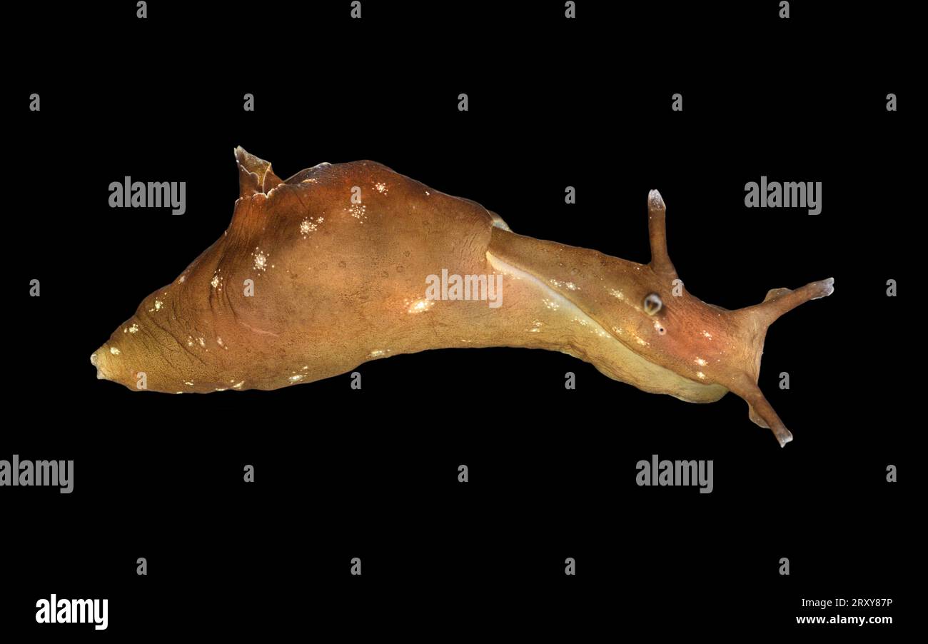Sea Hare - Aplysia punctata Stock Photo