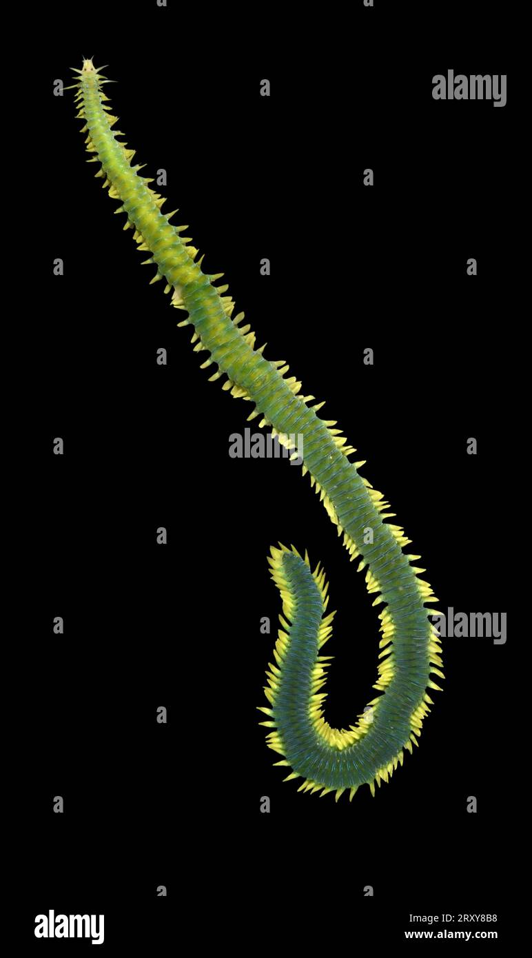 Greenleaf Worm - Eulalia viridis Stock Photo
