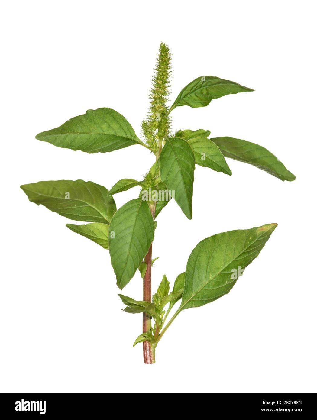 Common Amaranth Amaranthus retroflexus Stock Photo Alamy