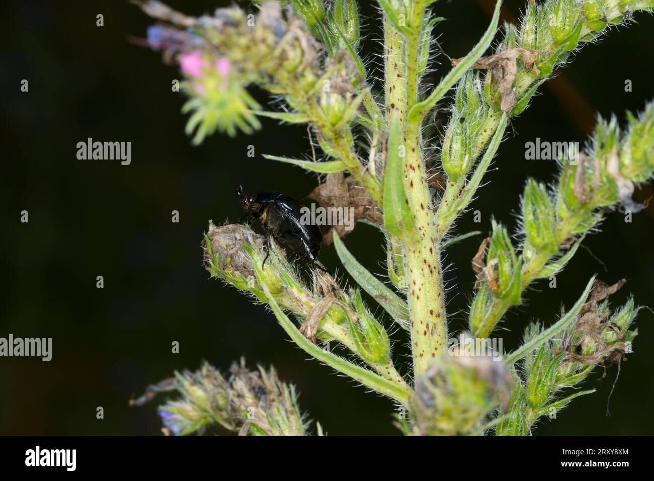 Anomala dubia Family Scarabaeidae Genus Anomala Dune Chafer wild nature insect photography, picture, wallpaper Stock Photo