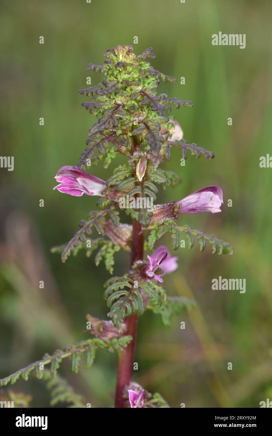 Marsh Lousewort - Pedicularis palustris Stock Photo
