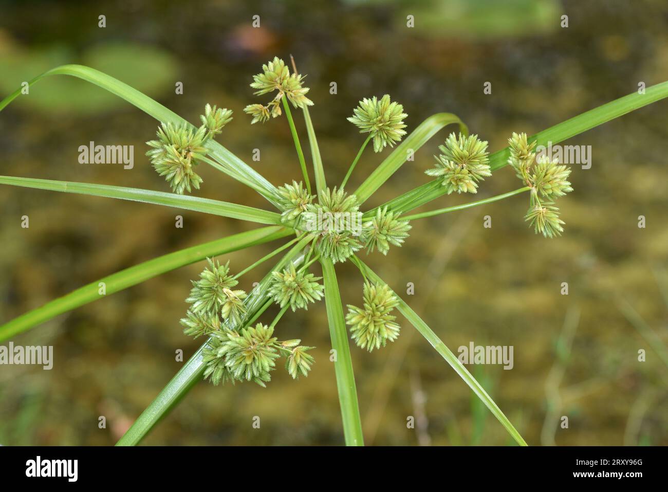 Pale Galingale - Cyperus eragrostis Stock Photo