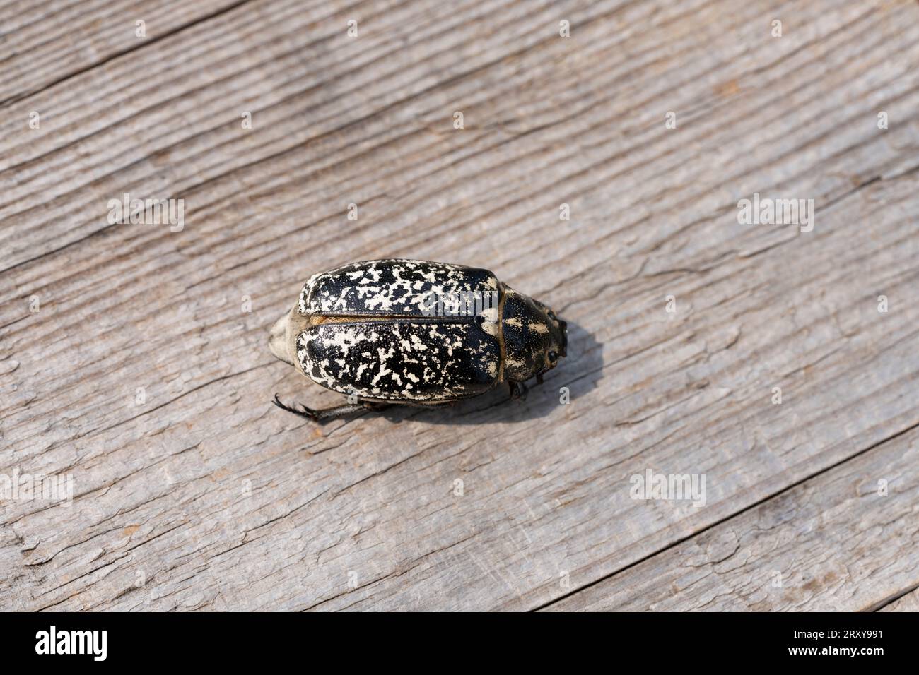 Polyphylla fullo Family Scarabaeidae Genus Polyphylla Pine Chafer wild nature insect photography, picture, wallpaper Stock Photo