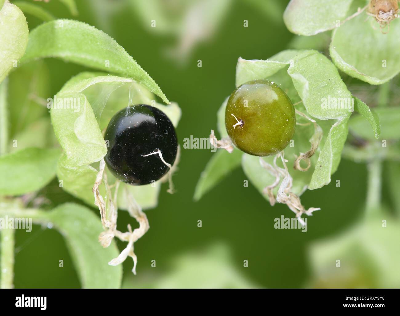 Berry Catchfly - Silene baccifera Stock Photo