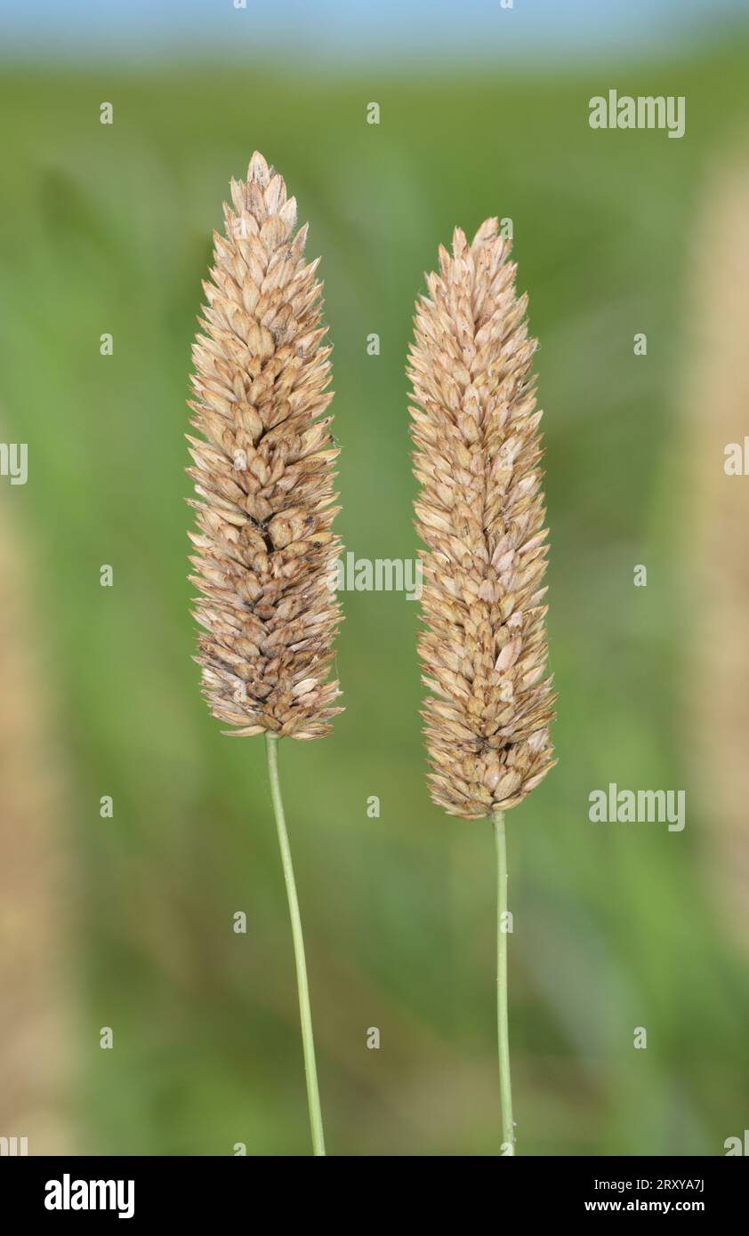 Bulbous Canary-grass - Phalaris aquatica Stock Photo