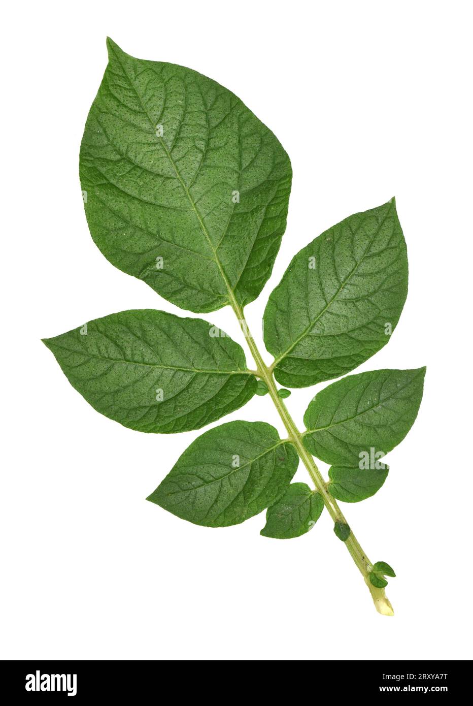 Potato - Solanum tuberosum Stock Photo