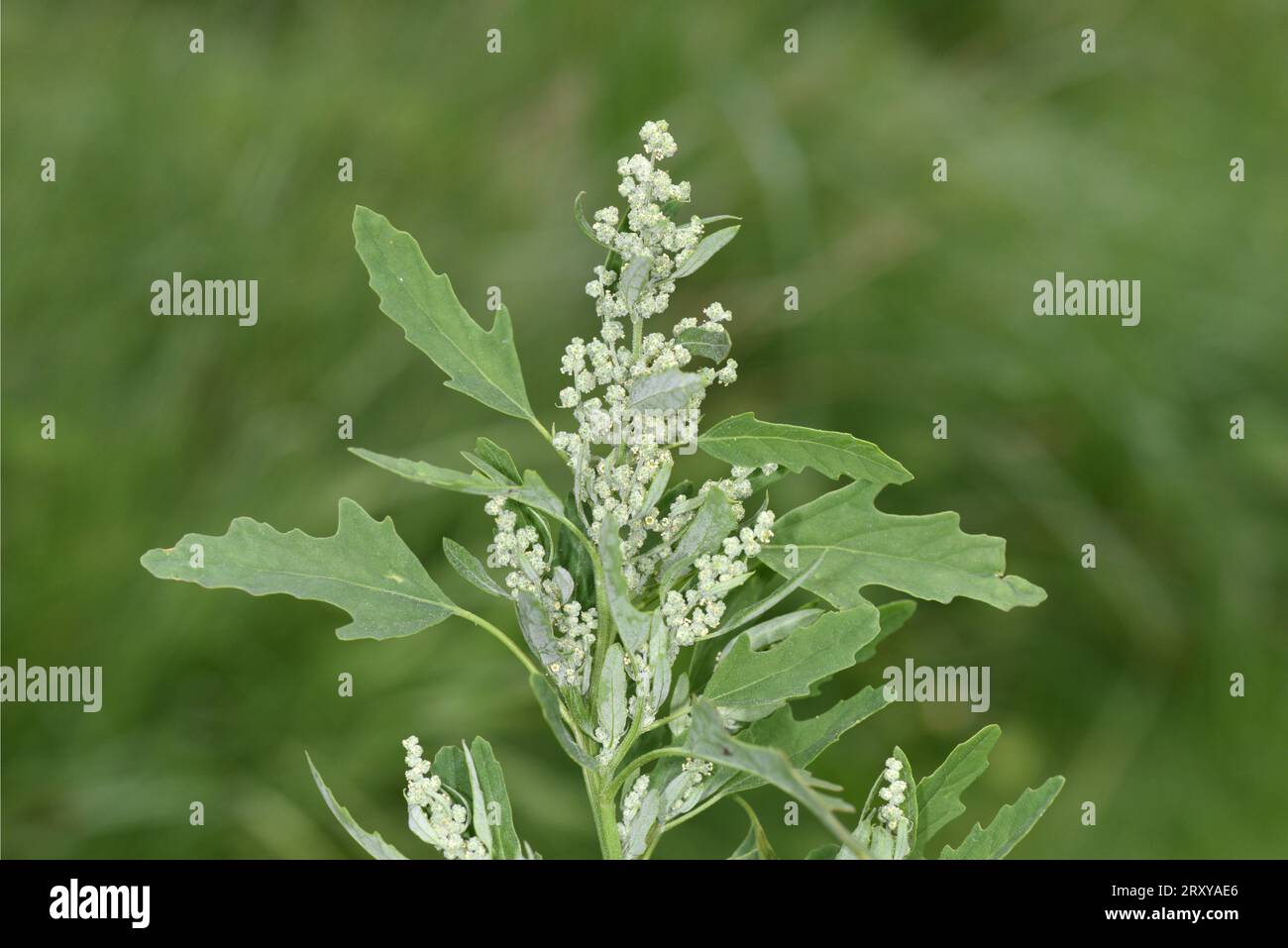 Fig-leaved Goosefoot - Chenopodium ficifolium Stock Photo