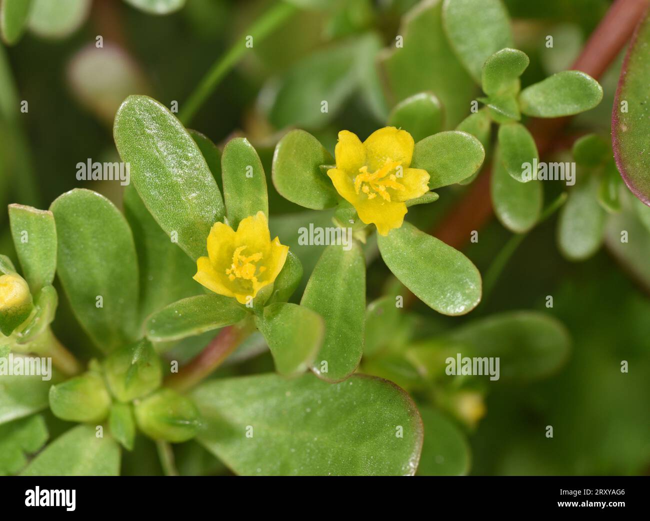 Common Purslane - Portulaca oleracea Stock Photo