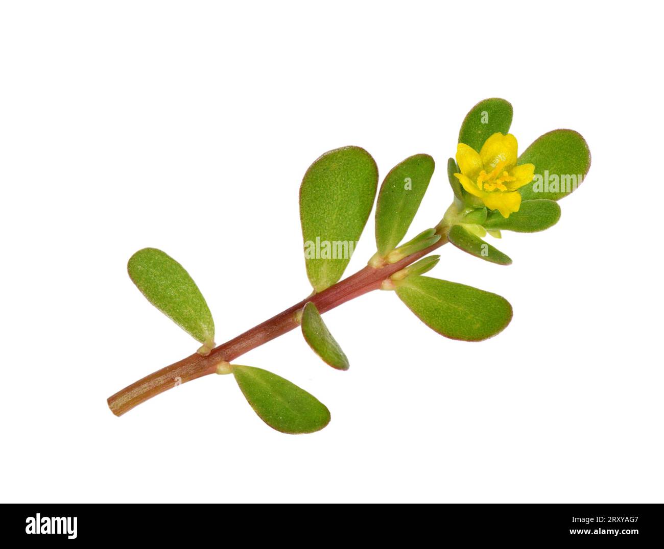 Common Purslane - Portulaca oleracea Stock Photo