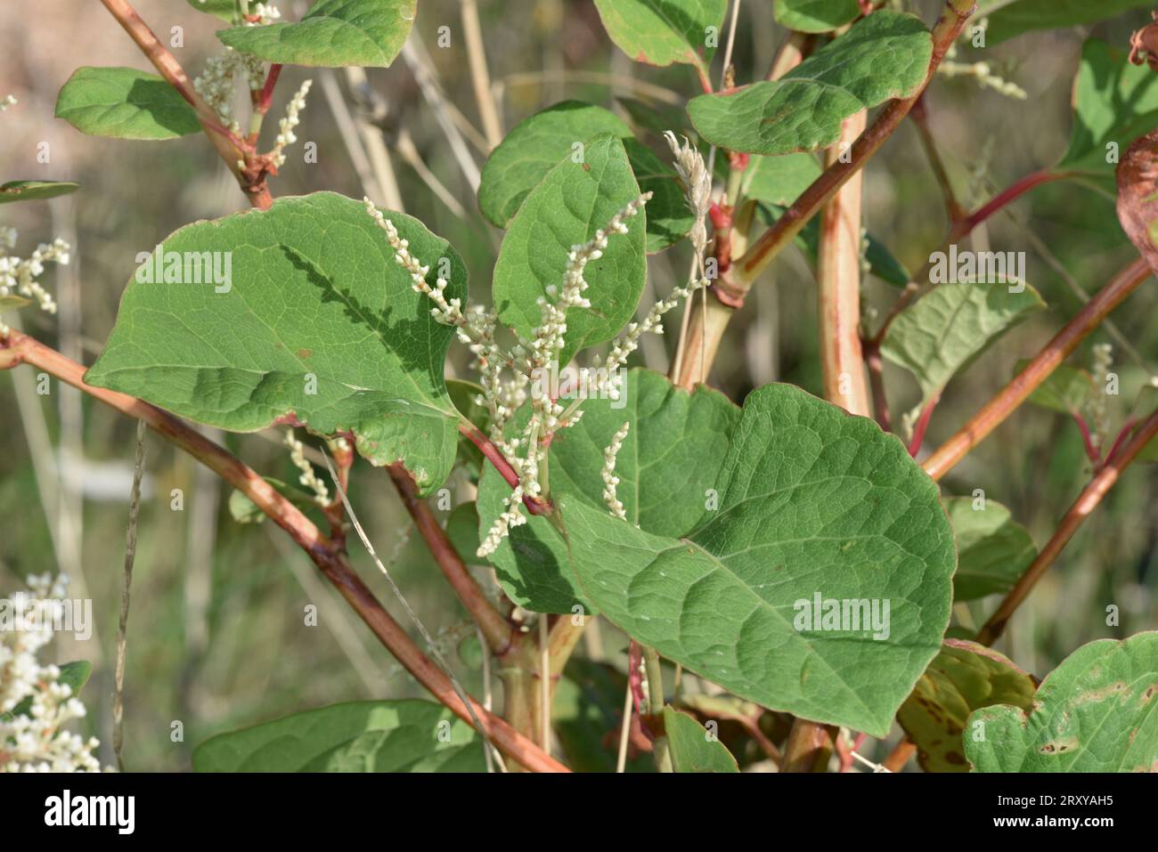 Japanese Knotweed - Reynoutria japonica Stock Photo