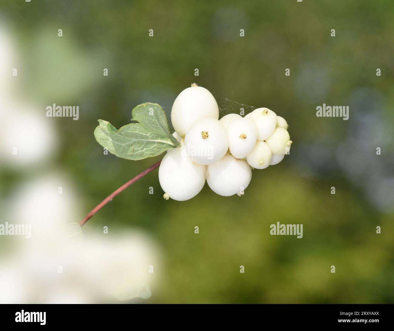 Symphoricarpos white hedge hi-res stock photography and images - Alamy