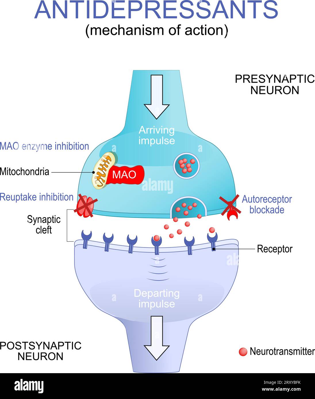 Antidepressant therapy for Depression treatment. Mechanism of action. Close-up of a Synaptic cleft. Neurons with Mitochondria, receptors and Neurotran Stock Vector