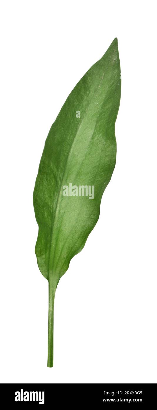 Narrow-leaved Water-plantain - Alisma lanceolatum Stock Photo