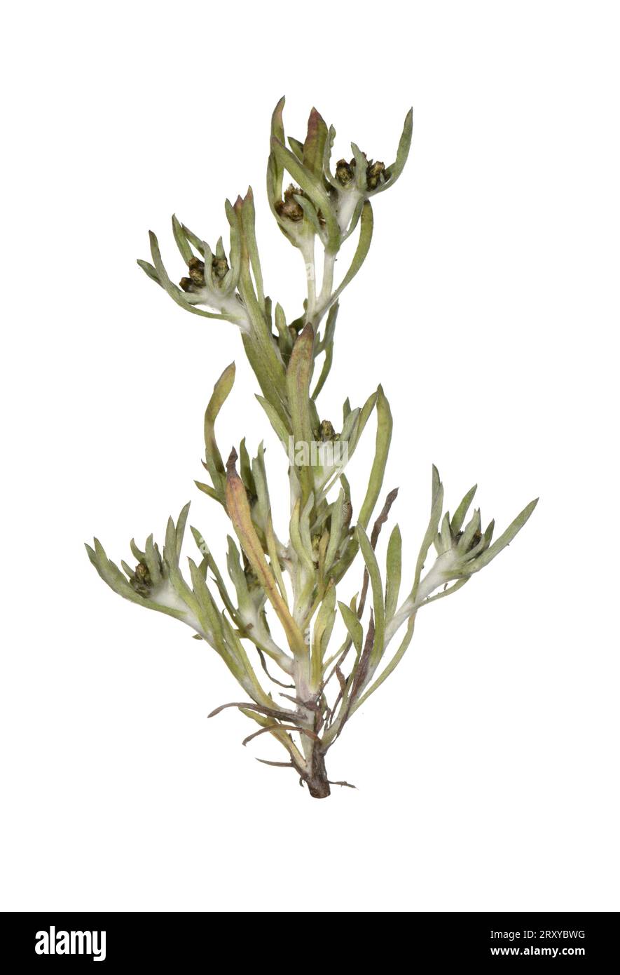 Marsh Cudweed - Gnaphalium uliginosum Stock Photo