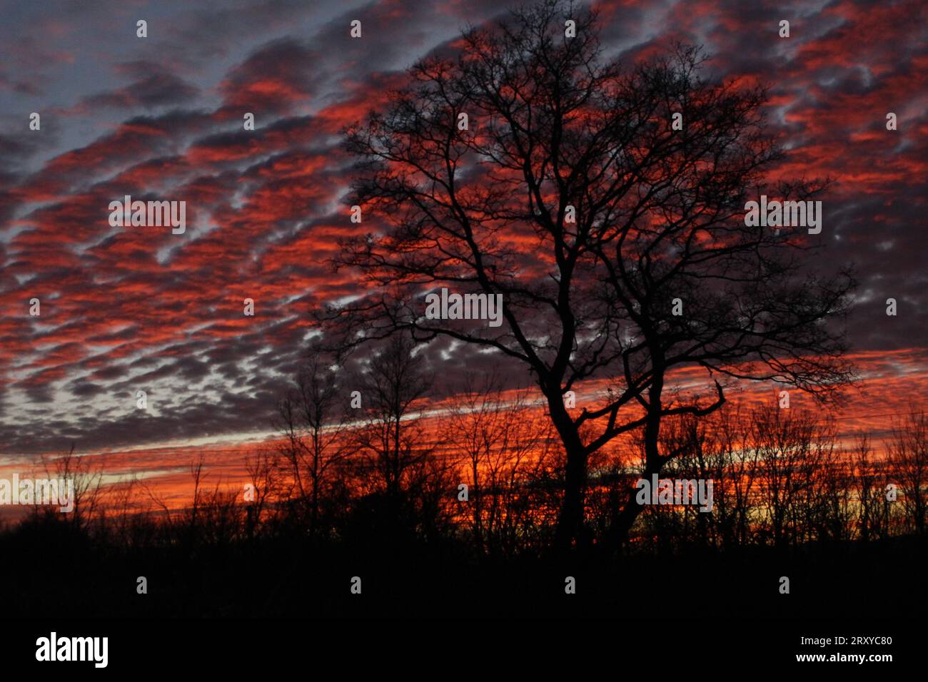 winter tree silhouetted against the sunset Howey, Powys, Mid Wales Stock Photo