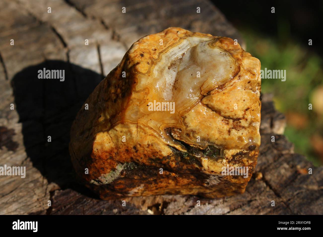 Rounded and untreated agate in flint in wet form, rockhounding. Russia ...