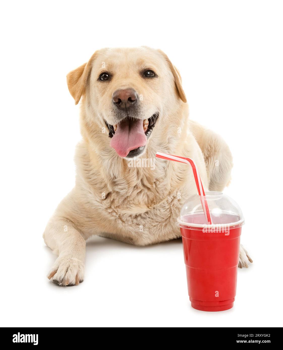 Cute Labrador dog with popcorn bucket and cup of soda lying on white background Stock Photo