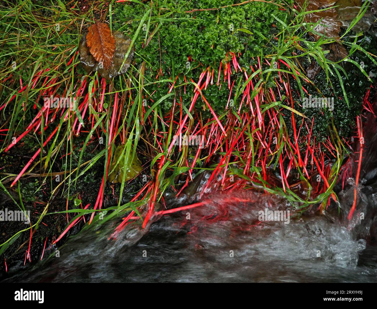 green moss & red fibrous roots of Common Alder -Alnus glutinosa projecting from river bank & swaying in water current of Yorkshire stream, England, UK Stock Photo