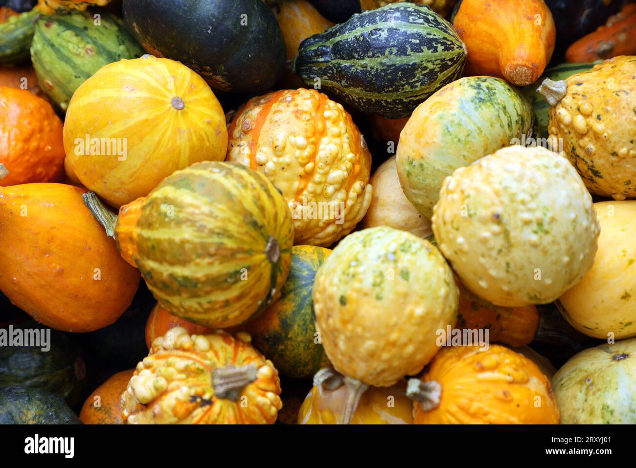 Herbstdekoration aus der Natur Zierkürbisse in verschiedenen Formen und Farben zur Dekoration im Herbst *** Autumn decoration from nature ornamental pumpkins of various shapes and colors for decoration in autumn Stock Photo