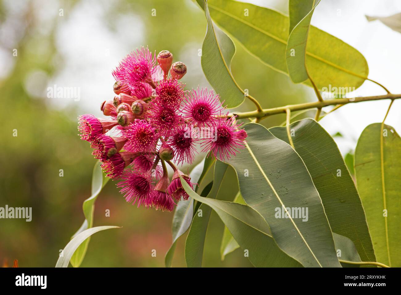 Red Flowering Gum Tree (Corymbia ficifolia) – Bees N Blooms