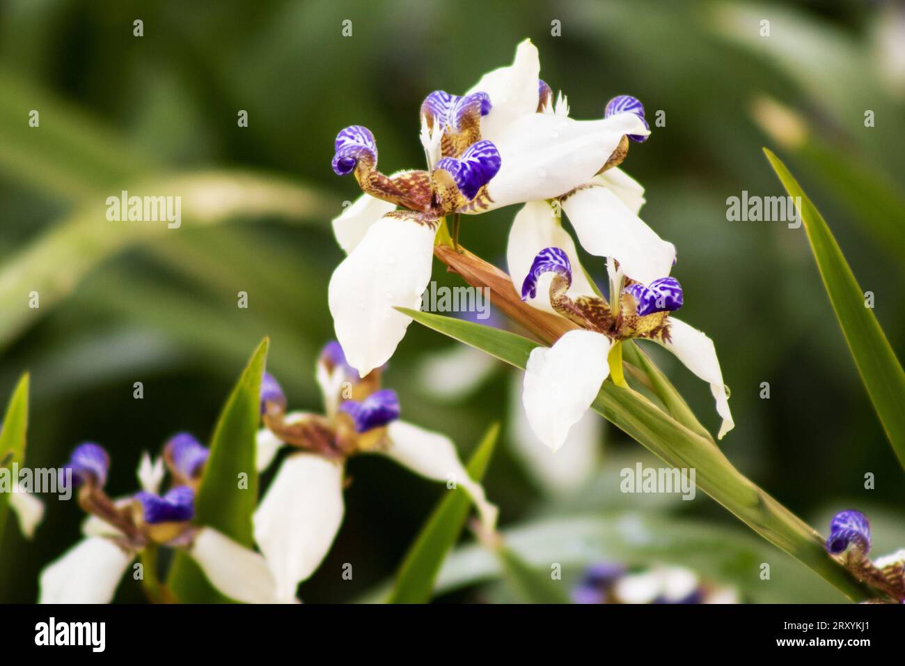 Neomarica gracilis, walking iris in natural background Stock Photo