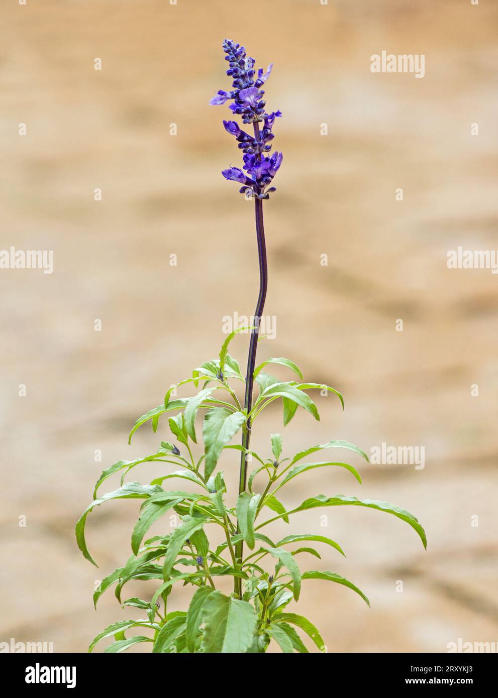 Mealycup sage, Salvia farinacea, Mexican sage on neutral background Stock Photo