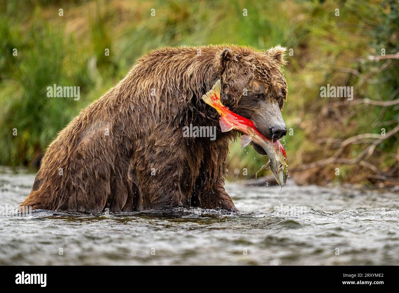 Brown Bear with Red Salmon Stock Photo