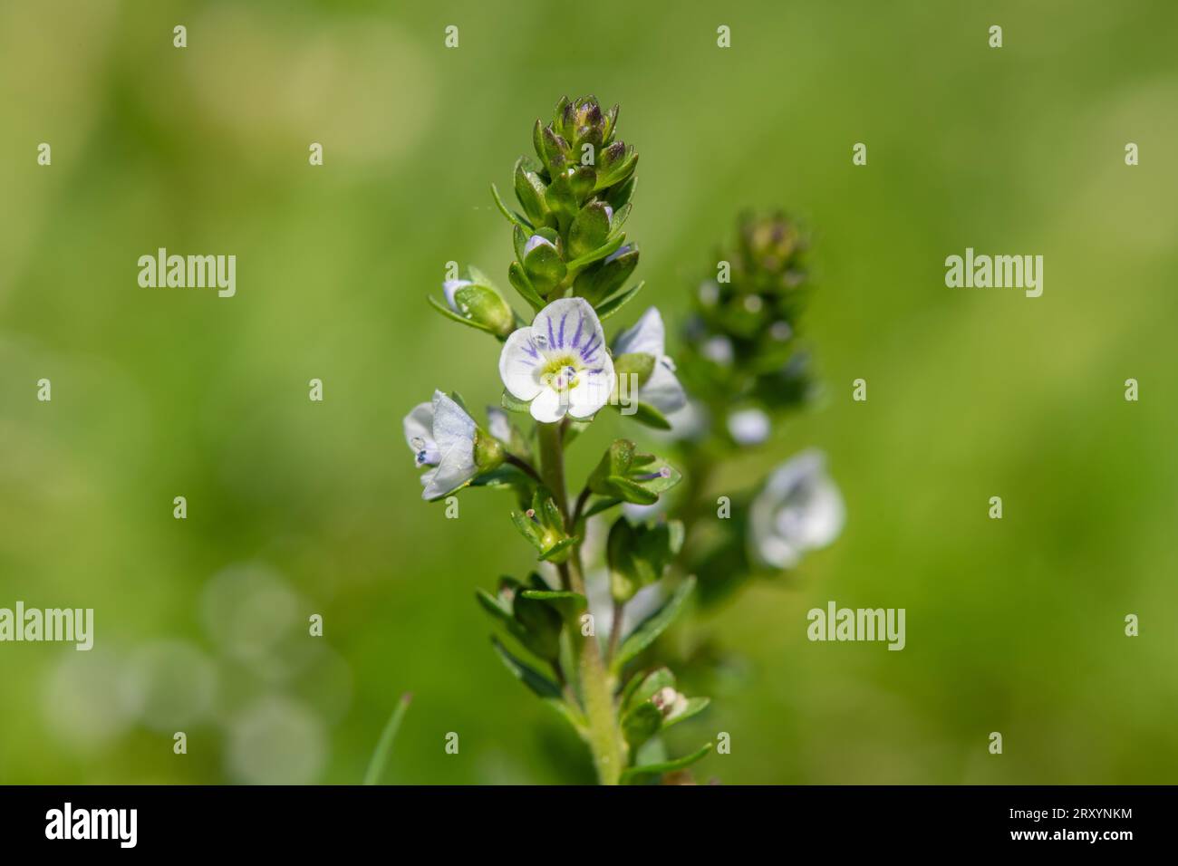 Macro shot of a thymeleaf speedwell (veronica serpyllifolia) flower in