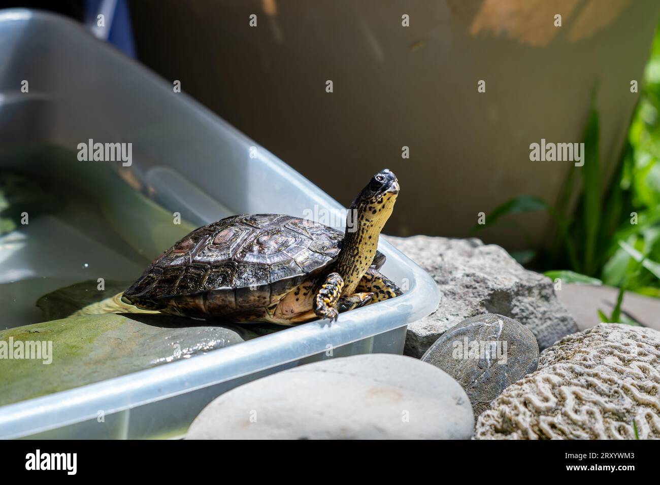 Closeup view of a beautiful and friendly Turtle - tortoise in a garden ...