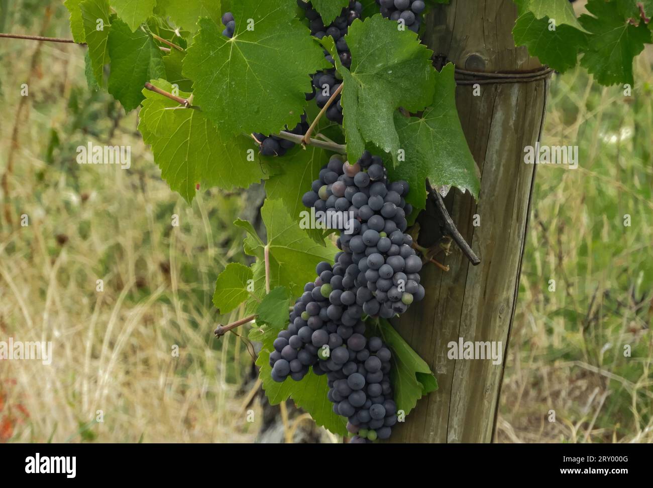 Ripe bunches of Pinot Noir grapes on a vine Stock Photo