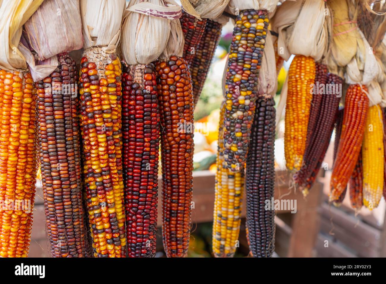 Indian Corn displayed at Farmer's Market in Berks County, Pennsylvania. Stock Photo