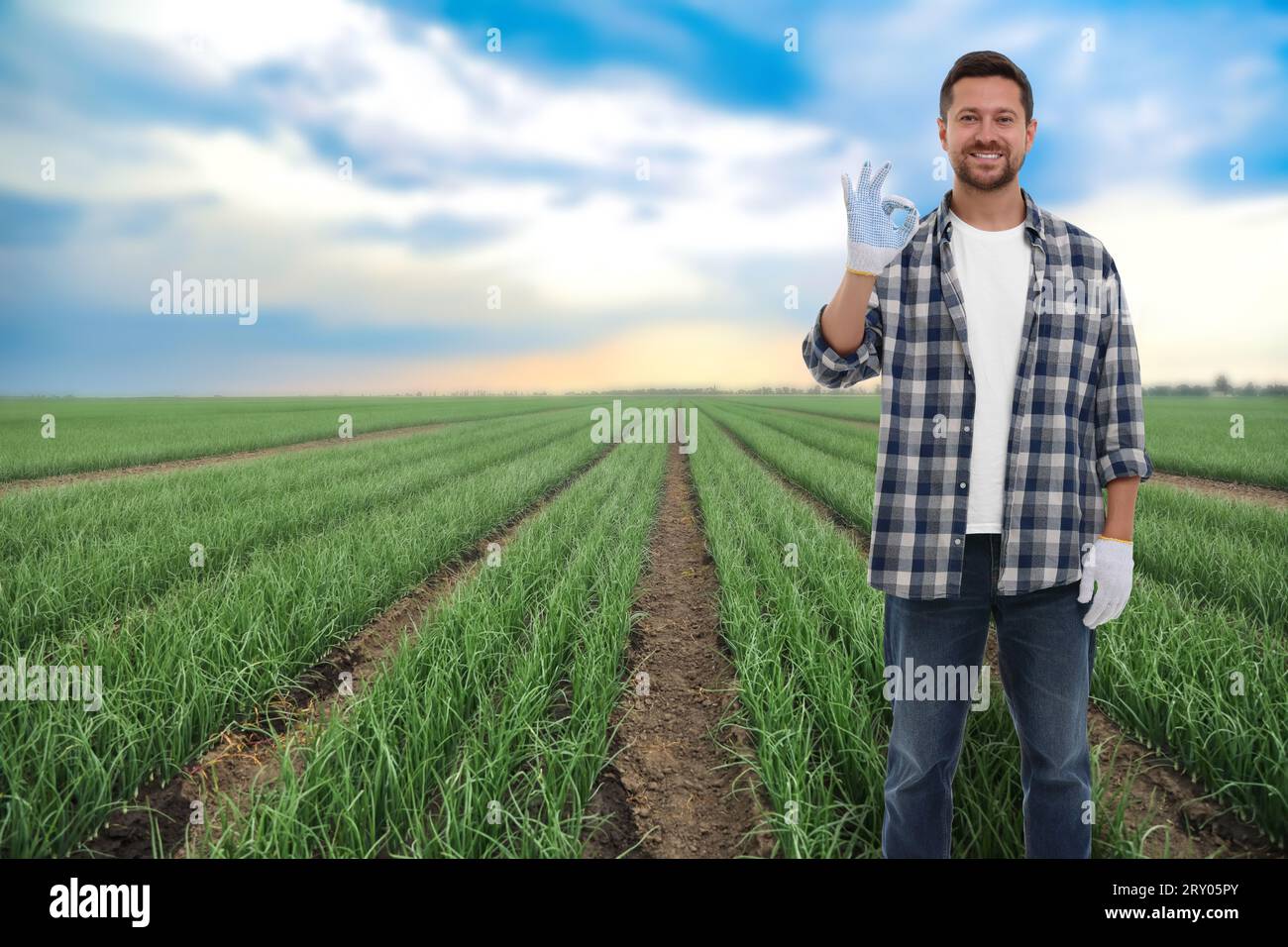 Farmer harvesting onion plantation hi-res stock photography and images ...