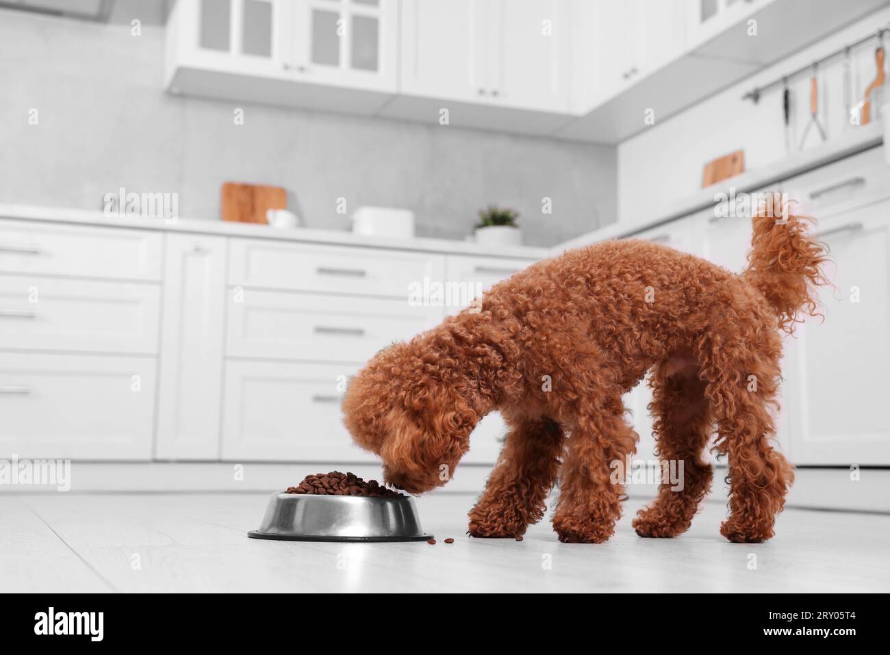 https://c8.alamy.com/comp/2RY05T4/cute-maltipoo-dog-feeding-from-metal-bowl-on-floor-in-kitchen-lovely-pet-2RY05T4.jpg