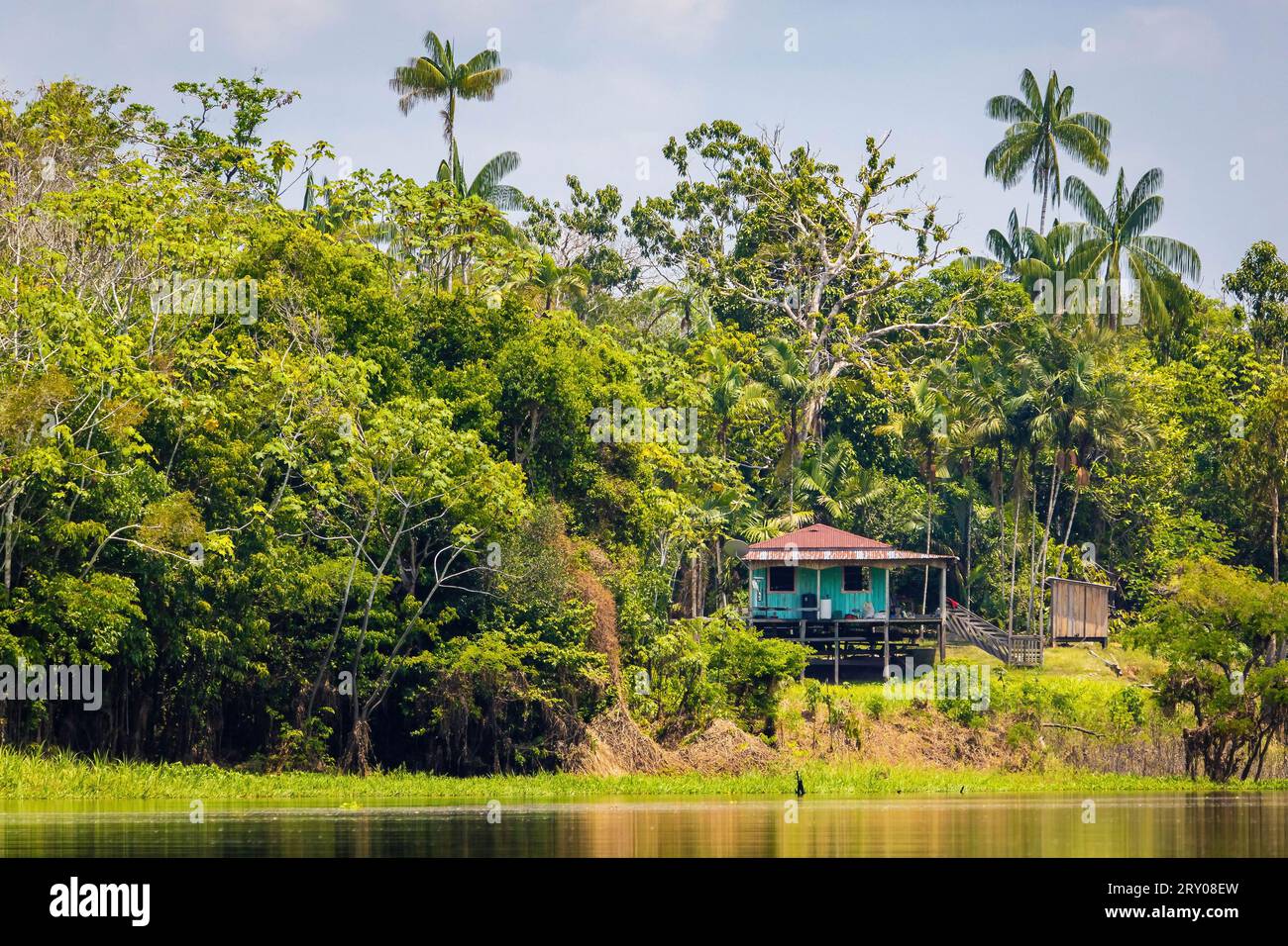 Isolated house in the jungle of amazon tropical rainforest river Stock ...