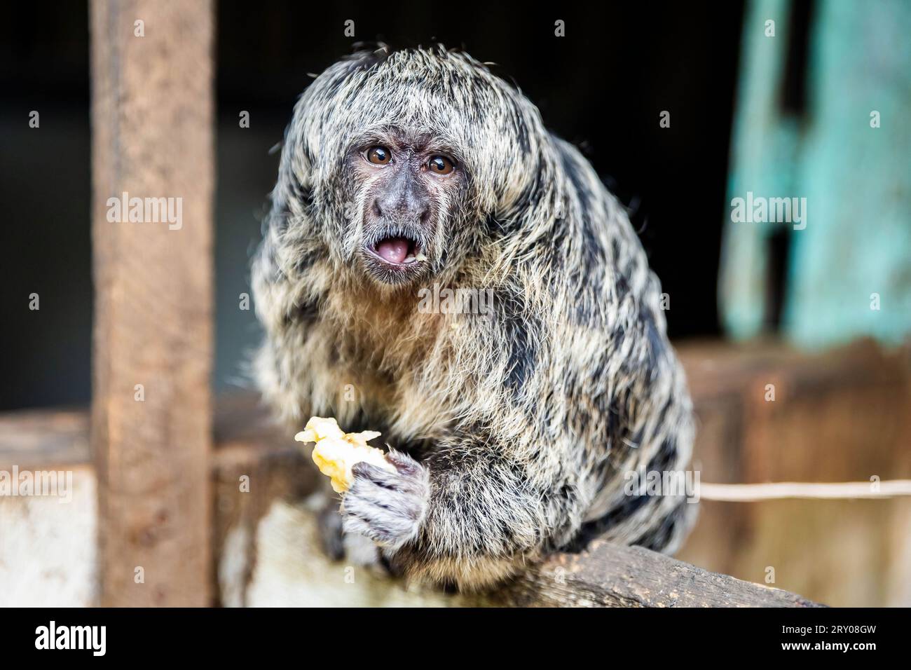 Portrait of Grays Bald-faced Saki Amazonian monkey eating banana Stock Photo