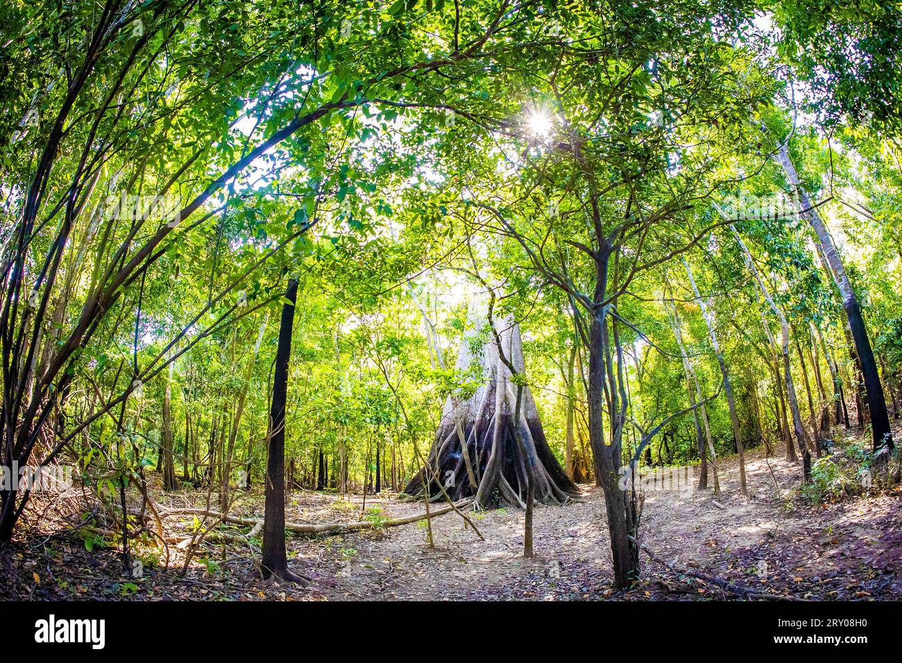 Biggest Amazon tree Angelim Vermelho in tropical rainforest in summer Stock Photo