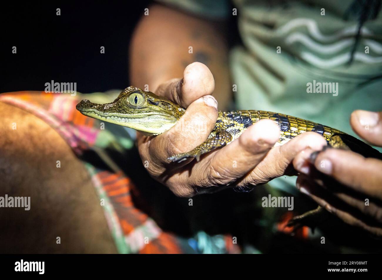 Baby caiman reptile holding at night from amazon jungle tour Stock Photo