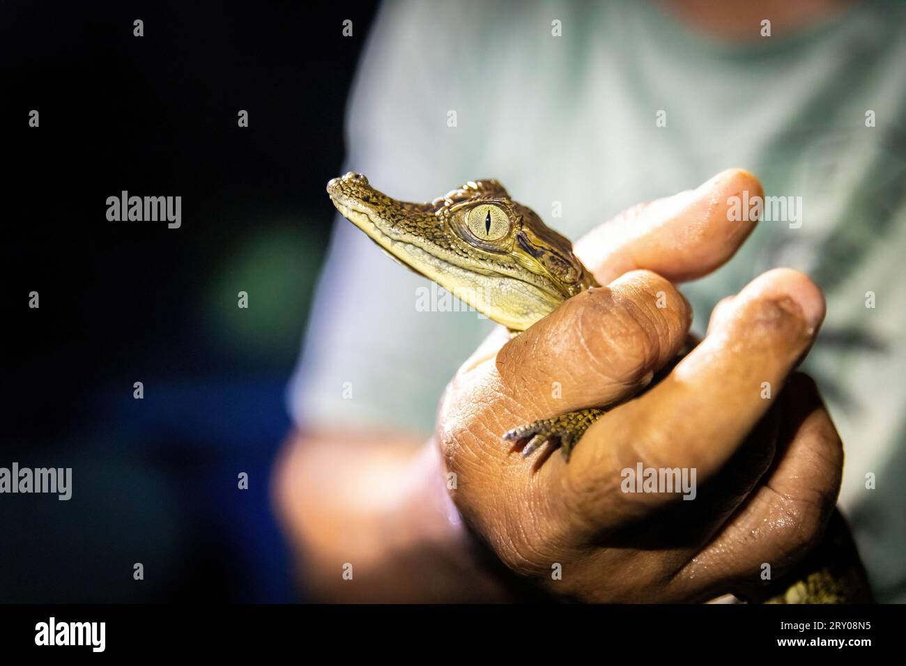 Baby caiman reptile holding at night from amazon jungle tour Stock Photo