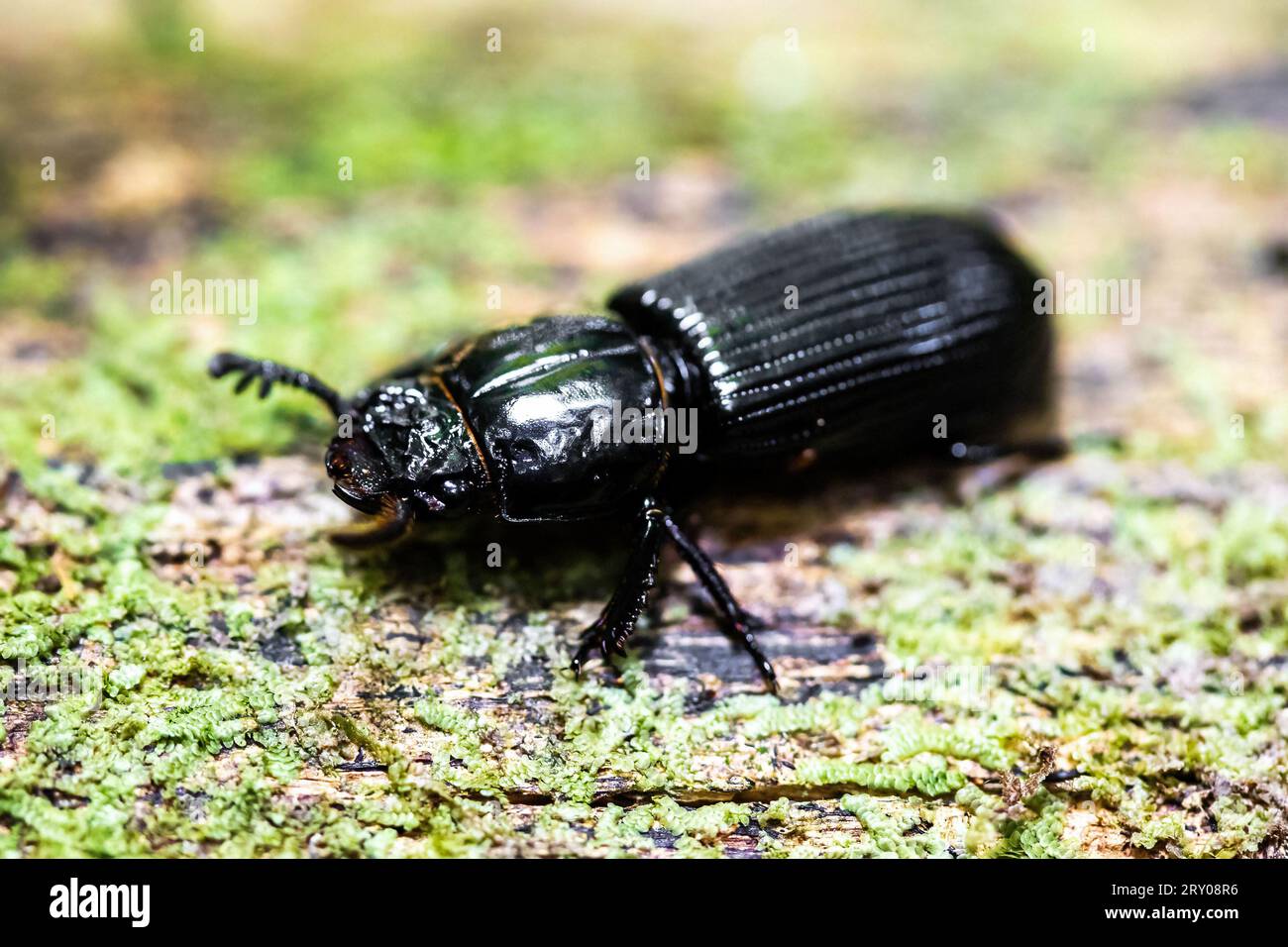 Close up black bess beetle outdoors in the forest Stock Photo Alamy