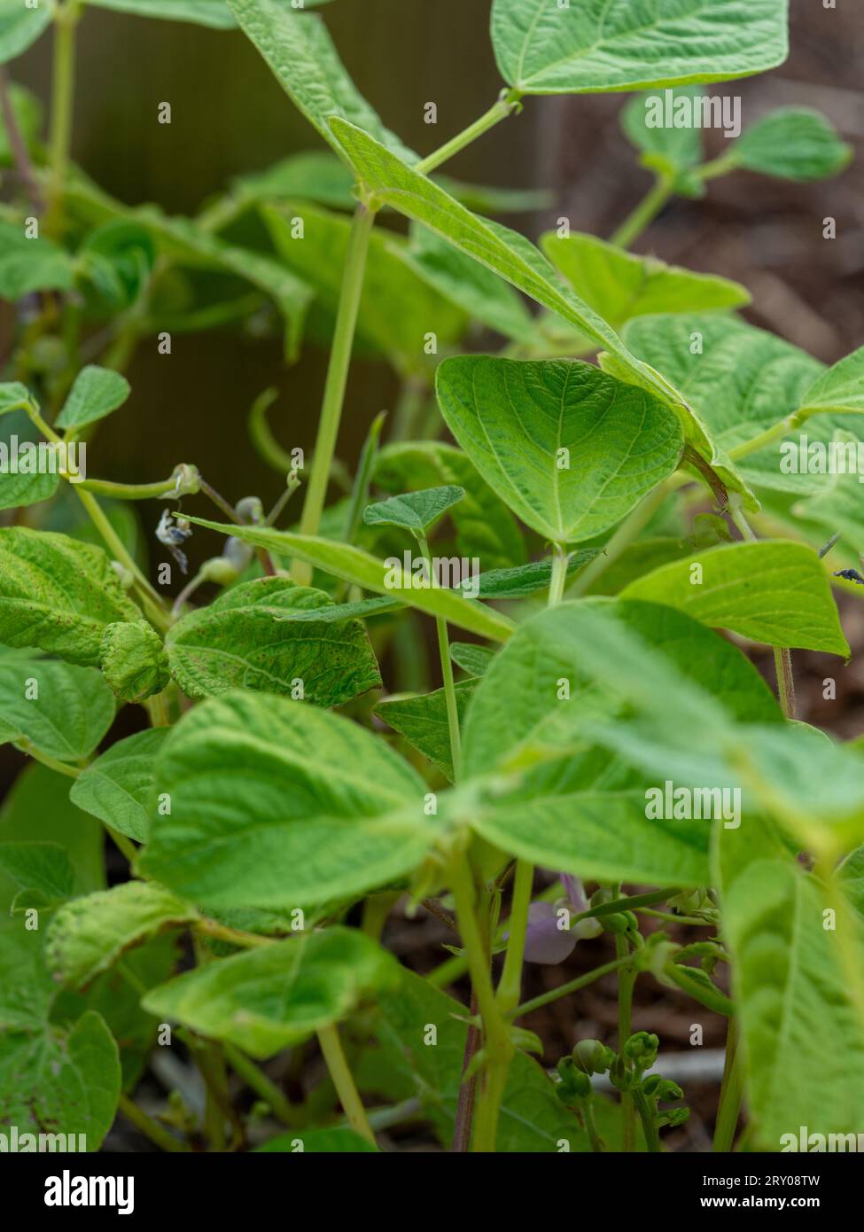 Butter Bean plants, leafy green, growing in the vegetable garden Stock