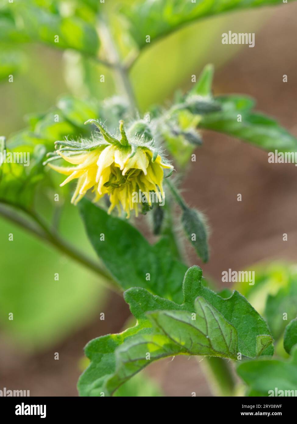 Beautiful yellow Tomato plant flower illuminated by the sunlight, hairy green stem Stock Photo