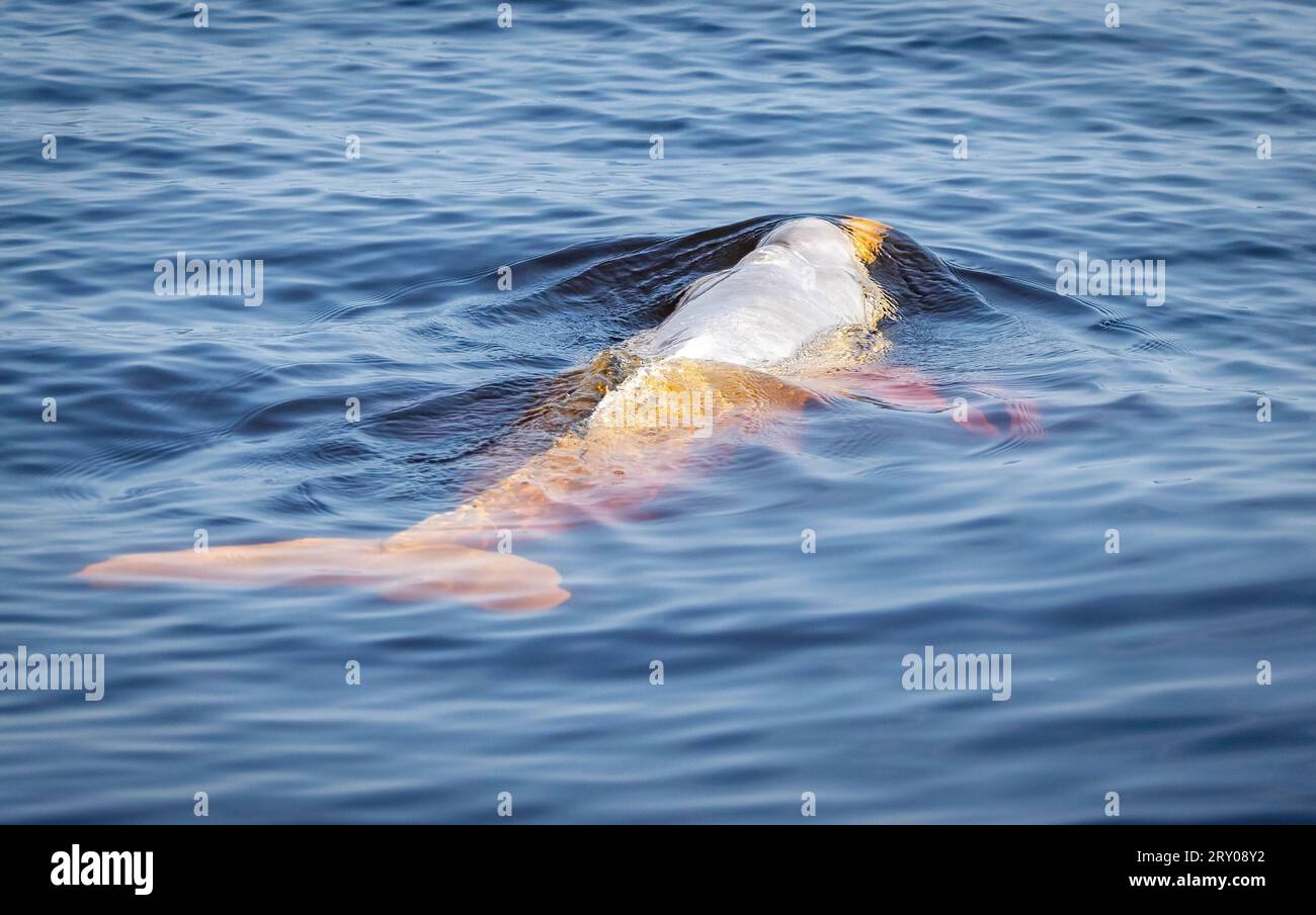 Freshwater river dolphin swimming in amazon rainforest jungle waters Stock Photo