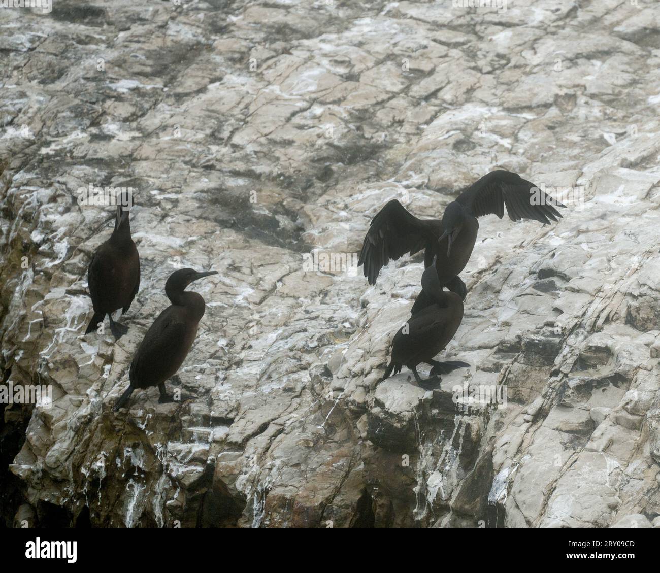 Cormorant in Wilder Ranch State Park near Santa Cruz, California Stock